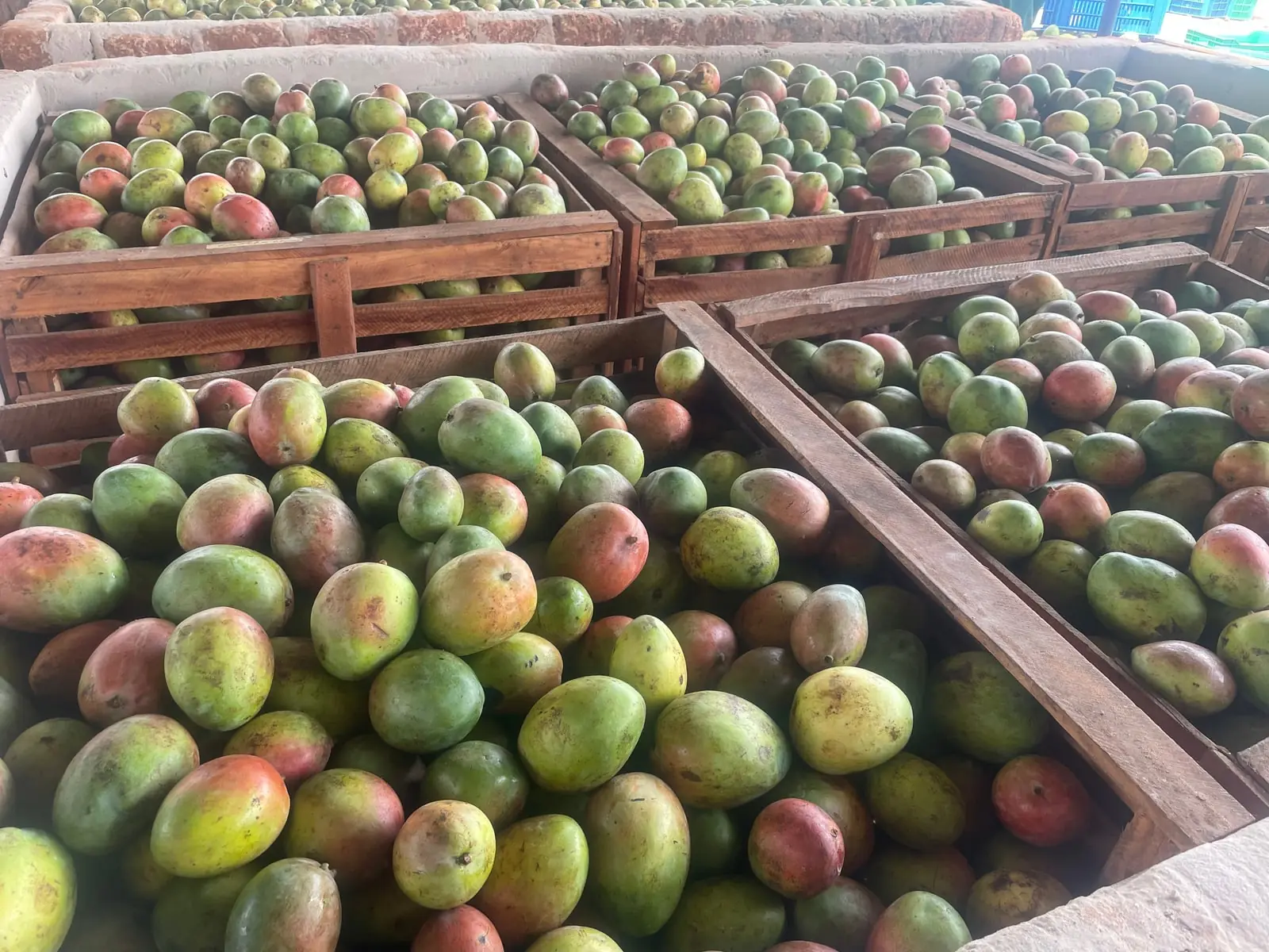 Fruit en caisses à la réception.
