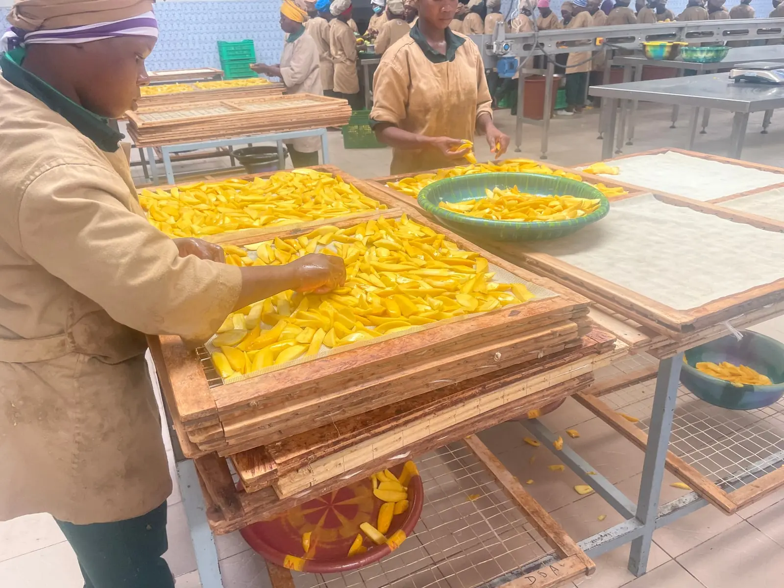 Chargement des claies, lanières régulières à plat.