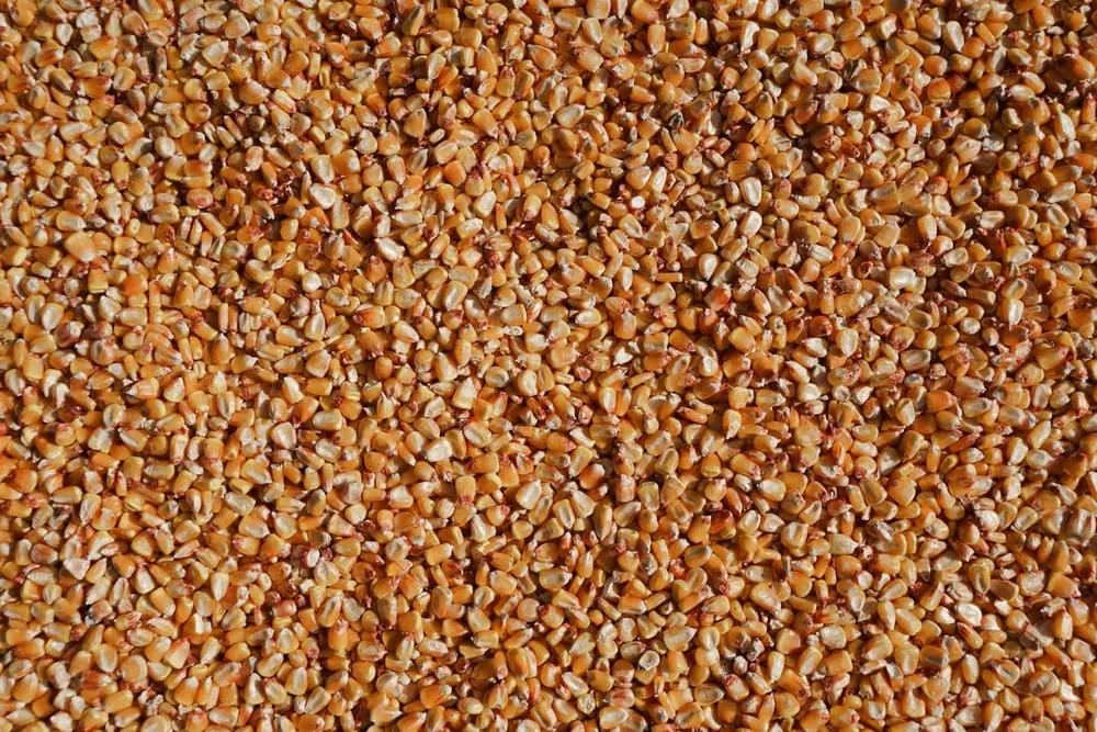Grain de maïs doré
