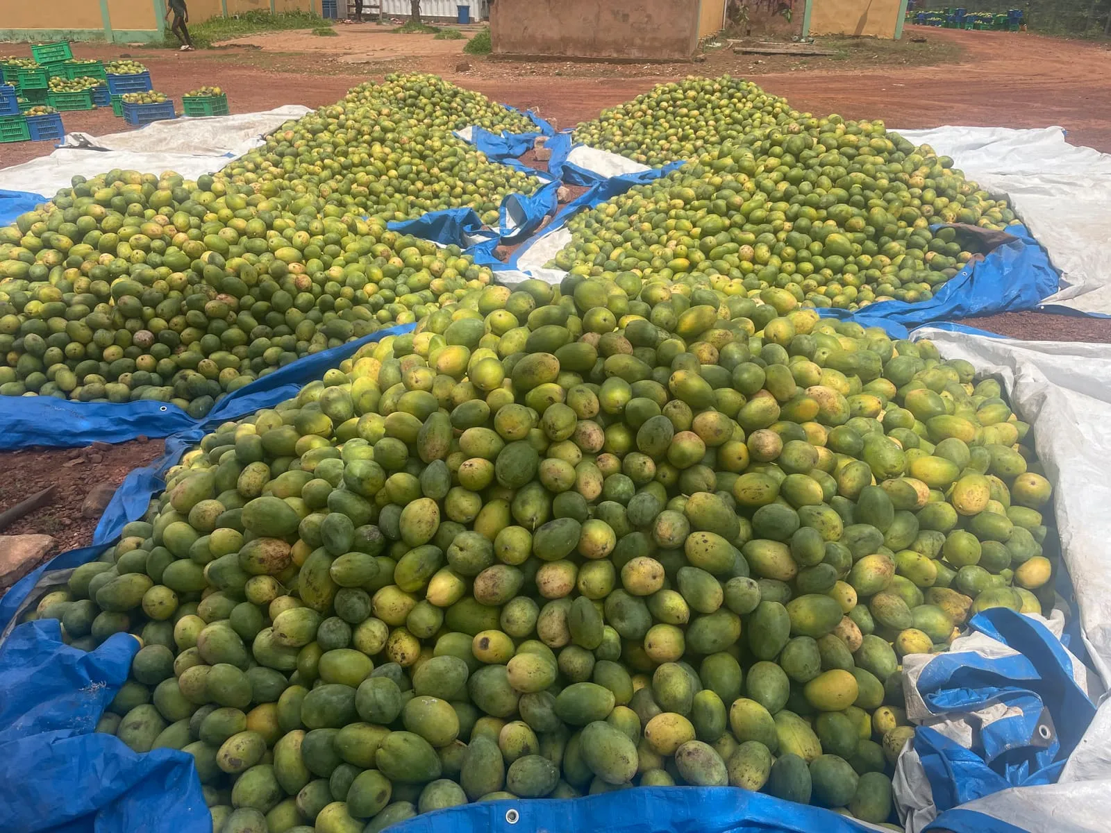 Mangues fraîchement récoltées dans une cour de transformation ouest-africaine